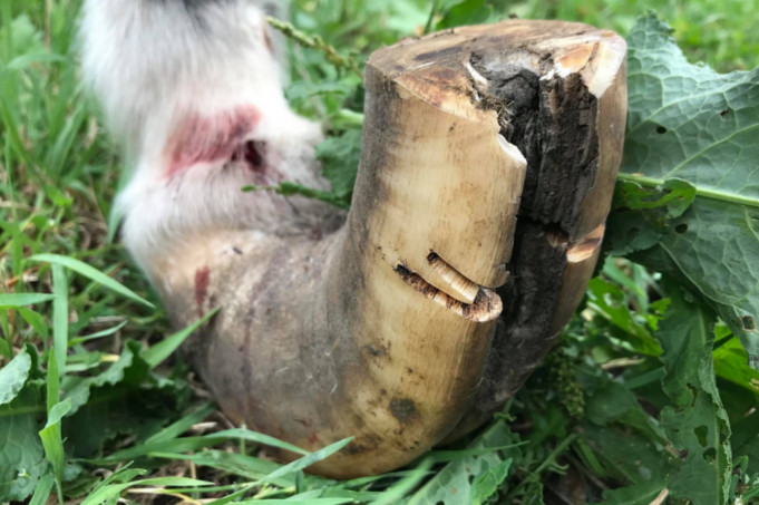 Kanopų priežiūros rekomendacijos