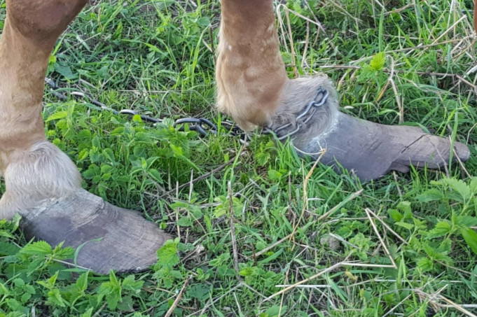 Kanopų sveikatos priežiūra žiemą