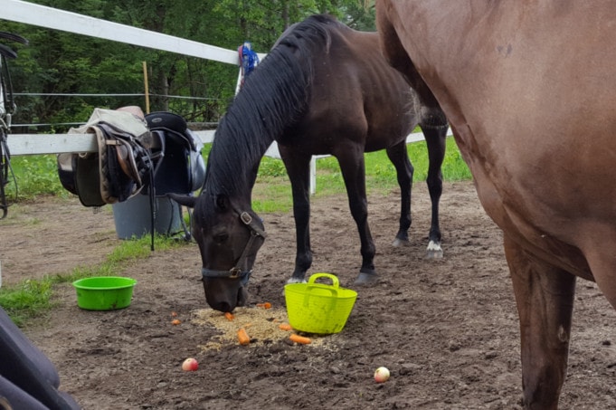 Sveikos gyvūnų šėrimo taisyklės
