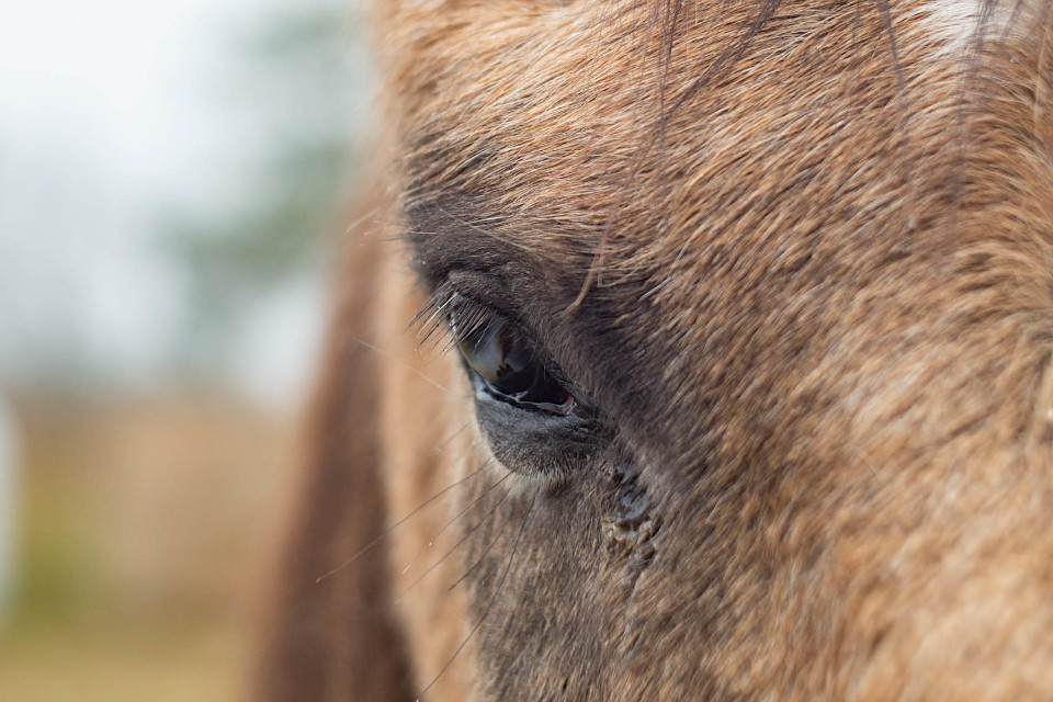 Padėkime Dieduliui pamiršti badą