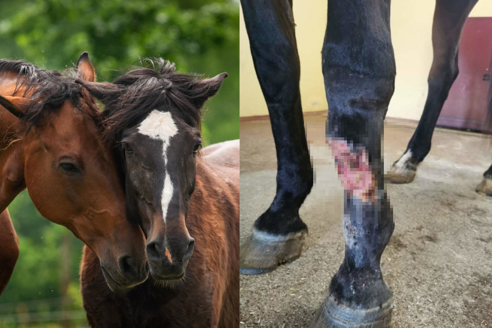 Prašome jūsų pagalbos Bardą transportuoti!