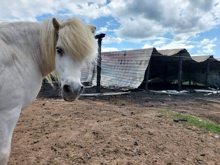 Prašome jūsų pagalbos! Gaisre praradome arklių pašiūres